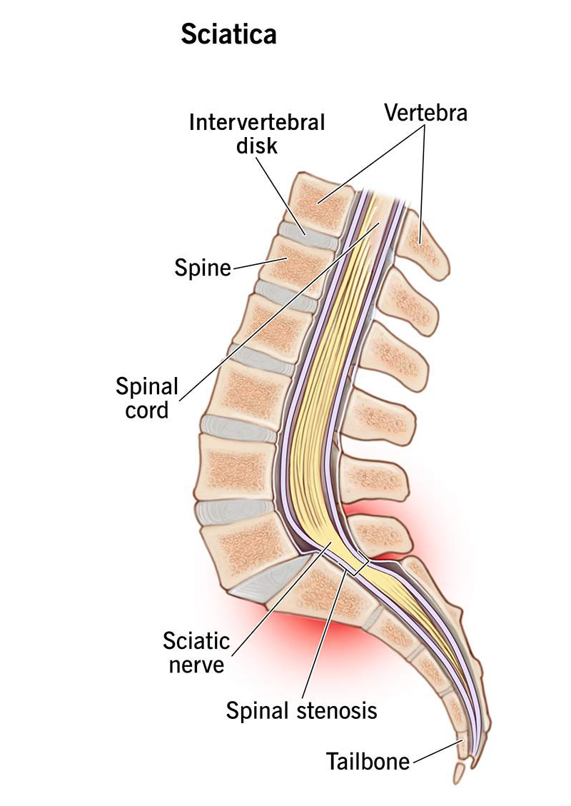 Spine anatomy